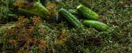 Lightly salted pickled cucumbers in a jar on fresh green thyme background decorated with dill. Seasonal harvesting of vegetables conceptの写真素材