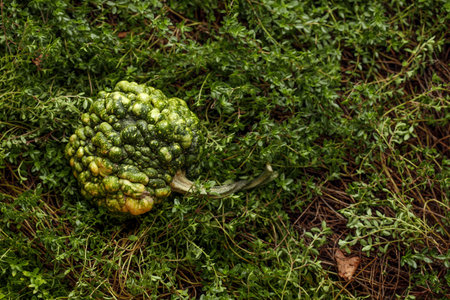 Decorative small pumpkin on green fresh thyme backgroundの写真素材