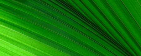 Full frame shot of bright green leaf texture. Macro close up of tropical leaf as a nature backgroundの写真素材