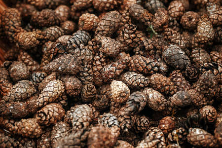 Full frame of pine cones . Selective focusの写真素材