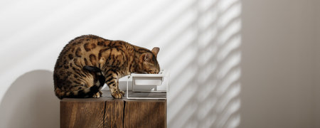 Bengal cat eating food on solid oak wood stump from minimalistic ceramic pet bowl