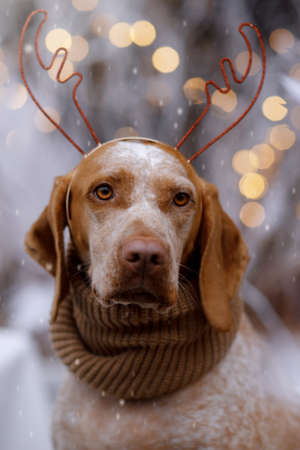 New year and Christmas concept with Braque Du Bourbonnais dog  wearing reindeer antlers headband against Christmas decoration outside while snowingの写真素材