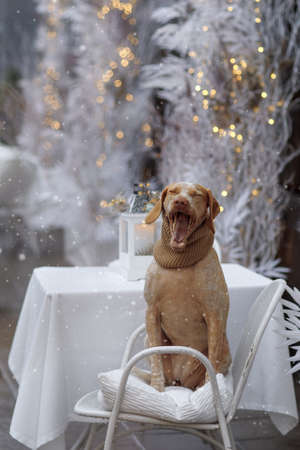 New year and Christmas concept with Braque Du Bourbonnais dog in snowの写真素材
