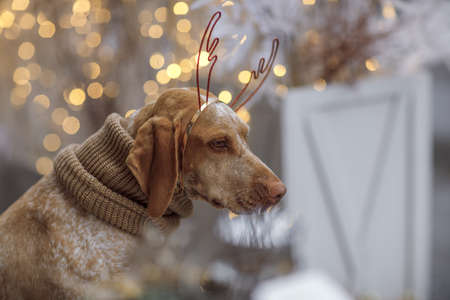 New year and Christmas concept with Braque Du Bourbonnais dog wearing reindeer antlers headband in snowの写真素材