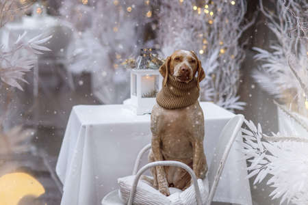 New year and Christmas concept with Braque Du Bourbonnais dog in snowの写真素材
