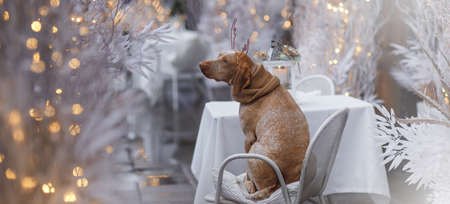 New year and Christmas concept with Braque Du Bourbonnais dog wearing reindeer antlers headband in snowの写真素材