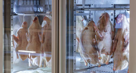 Wild fresh uncooked ducks hanging on hooks in big fridge.
Row of wild raw washed duck carcasses prepared for roasting. Poultry fresh ecological meatの写真素材