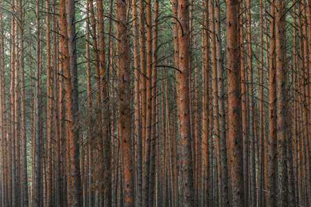 Panoramic view of the mysterious pine forest. Tree trunks close-up. Abstract natural pattern, texture, background. Pure nature conceptの写真素材