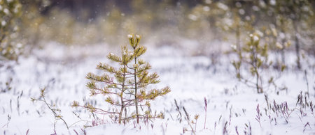 Snow Covered Pine Tree In Forest During Winter season. Winter background