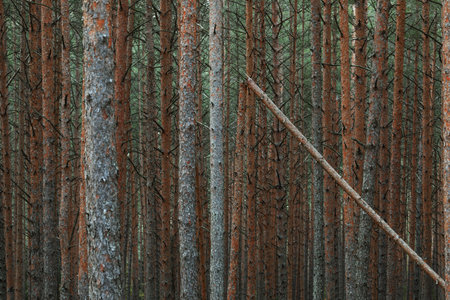 Panoramic view of the mysterious pine forest. Tree trunks close-up. Abstract natural pattern,...