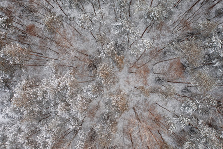Aerial View Of Snow Covered Trees In Forest During Winter season.