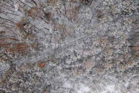 Aerial View Of Snow Covered Trees In Forest During Winter season.