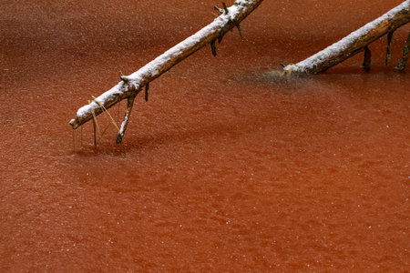 Frozen swamp in winter with plants, fallen trees and autumn leaves in frozen water in wetland...