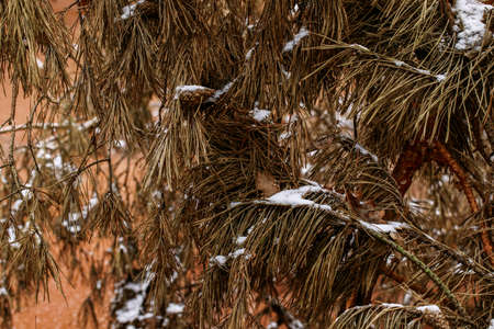 Frozen swamp in winter with plants, fallen trees and autumn leaves in frozen water in wetland environment. Close up of frozen swamp surface in winter time. Unusual orange surface from autumn leaves. Nature conceptの写真素材