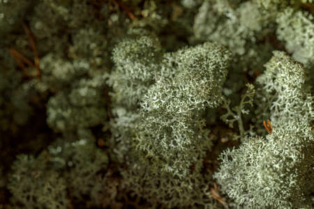 Green stabilised moss background texture close up.の写真素材