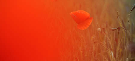 Blooming poppy field in warm evening light. Close up of red poppy flower. Selective focusの写真素材