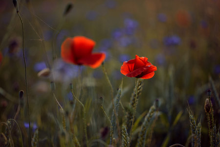 Blooming poppy field in warm evening light. Close up of red poppy flower. Selective focus