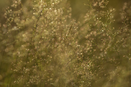 Green grass in a forest at sunset. Macro image, shallow depth of field. Blurred summer nature...