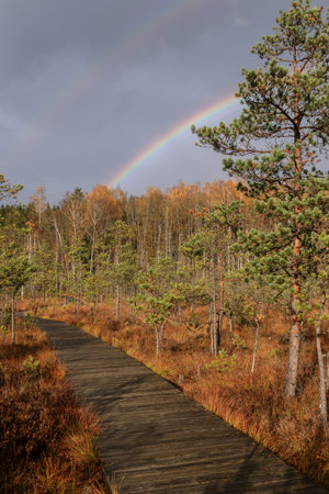 Young pine forest with a rainbow. Reforestation concept in. Trakai historical national park, botanical zoological reserve.の写真素材