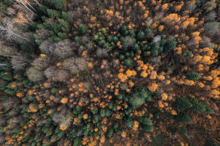 Aerial drone view over beautiful autumn forest landscape. Colourful trees in the wood.の写真素材
