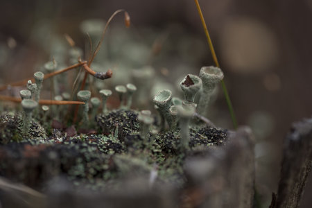 A group of green small mushrooms on a moss-covered stump in the forest. Autumn forest background. Selective focusの写真素材