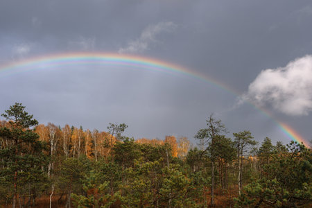 Young pine forest with a rainbow. Reforestation concept in. Trakai historical national park, botanical zoological reserve.の写真素材