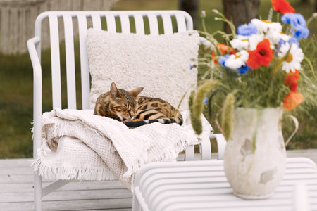 Bengal cat relaxing on terrace lounge chairの写真素材