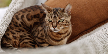 Bengal cat relaxing in hammock