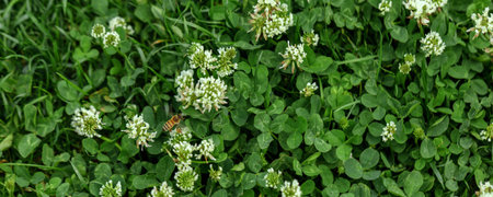Top view lawn with clover and green grass. White clover (Trifolium repens) flowers. Nature background.の写真素材