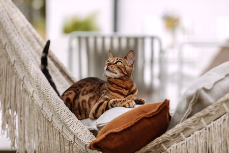 Bengal cat relaxing in hammockの写真素材