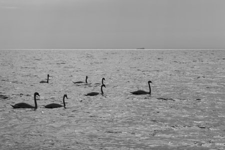 White wild swans swimming in the Baltic sea. Black and white photographの写真素材