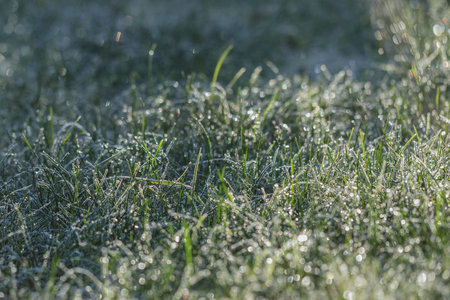 Frozen morning grass. Close-up of grass with mornig back sunny lit.