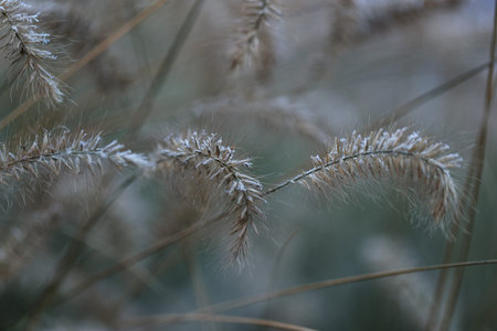 dry grass covered shiny transparent crystals of cold frost and snow cover in winter