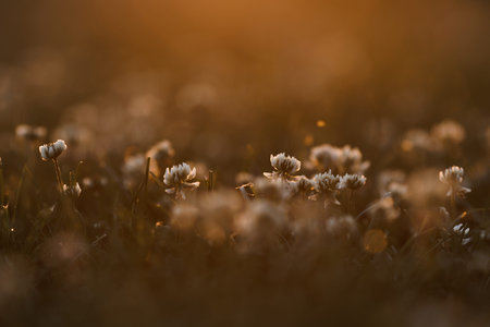 Blooming white clover flowers on the lawn in the garden. Blooming ecology nature landscape. White...