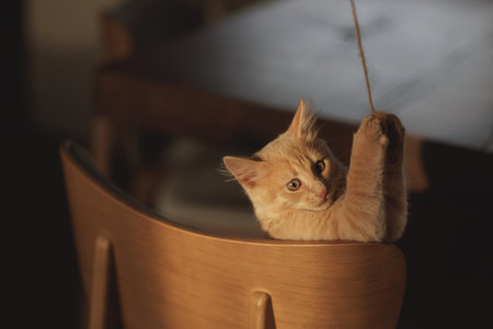 Fluffy creamy ginger kitten
