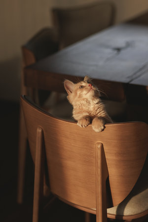 Fluffy creamy ginger kittenの写真素材