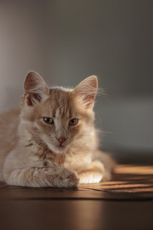 Fluffy creamy ginger kittenの写真素材