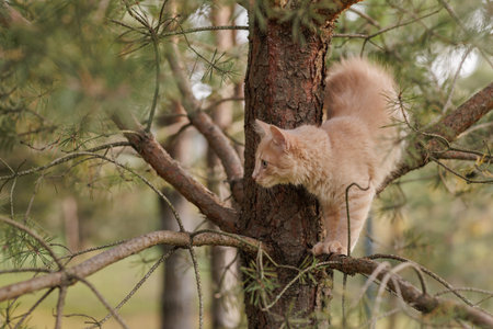 A curious and fluffy ginger kitten exploring outdoors climbing the pine treeの写真素材
