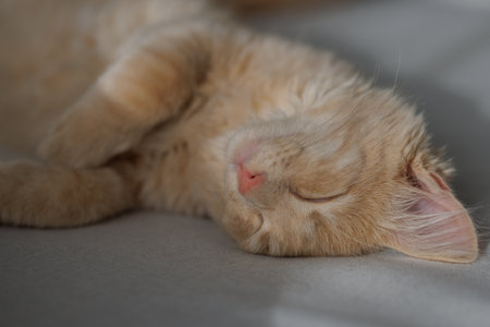 4 months old charming and charismatic ginger kitten lying and sleeping on the sofa. Domestic animal concept.の写真素材