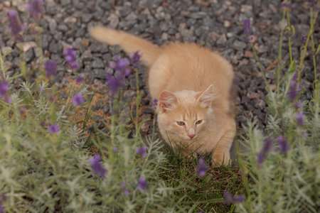 A curious and fluffy orange kitten exploring outdoorsの写真素材