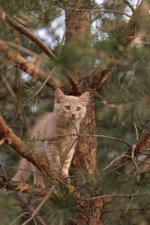 A curious and fluffy ginger kitten exploring outdoors climbing the pine treeの写真素材