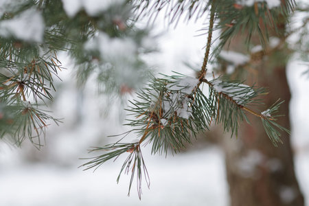 Snow-covered pine branch close-up. Nature aesthetics concept