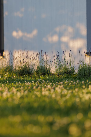 Levander (Lavandula angustifolia) blooming flower at sunset. Home garden composition ideas. Selective focus, beautiful bokeh.の写真素材