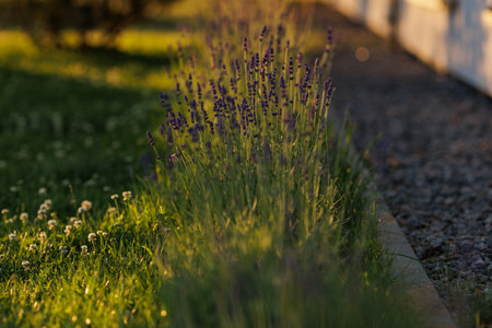 Levander (Lavandula angustifolia) blooming flower at sunset. Home garden composition ideas. Selective focus, beautiful bokeh.の写真素材
