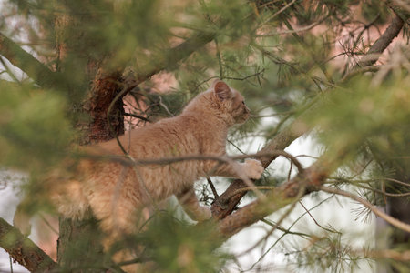 A curious and fluffy ginger kitten exploring outdoors climbing the pine treeの写真素材