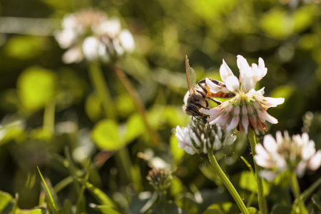 Honey bee collecting nectar on clover blossom. Pollination. Environmental concept, saving the bees...