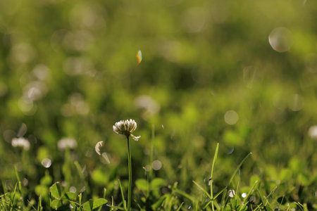 Blooming white clover flowers on the lawn in the garden. Blooming ecology nature landscape. White clover flowers among the grass. Landscape design concept. Saving wildlife concept.の写真素材