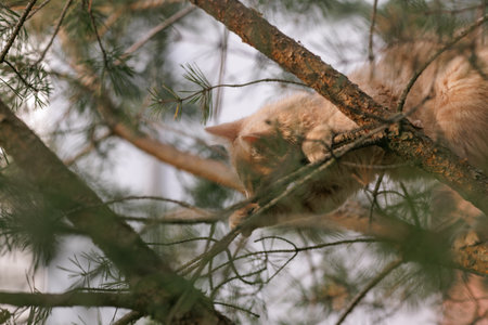 A curious and fluffy ginger kitten exploring outdoors climbing the pine treeの写真素材