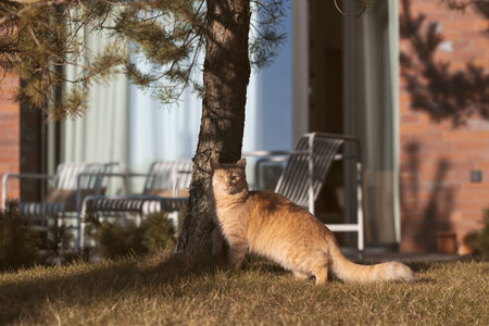 A light, fluffy ginger kitten soaking up the spring sun, its fur glistening amidst vibrant blossoms, pure joy in nature.の写真素材