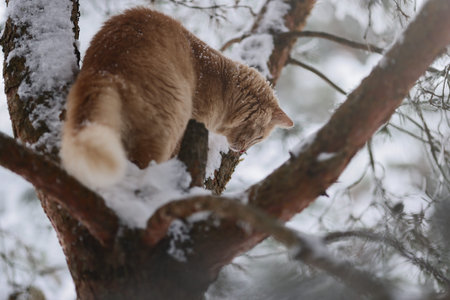 Domestic Ginger Cat Among Frosted Pine Needles on Snowy Branches, Seasonal Outdoor Exploration in Quiet Winter Forestの写真素材